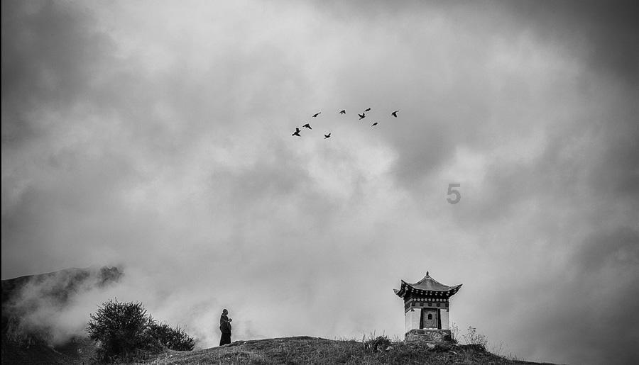 探秘吉鹿力问答社区,解锁约克夏幼犬一般多少钱一只?的无限可能